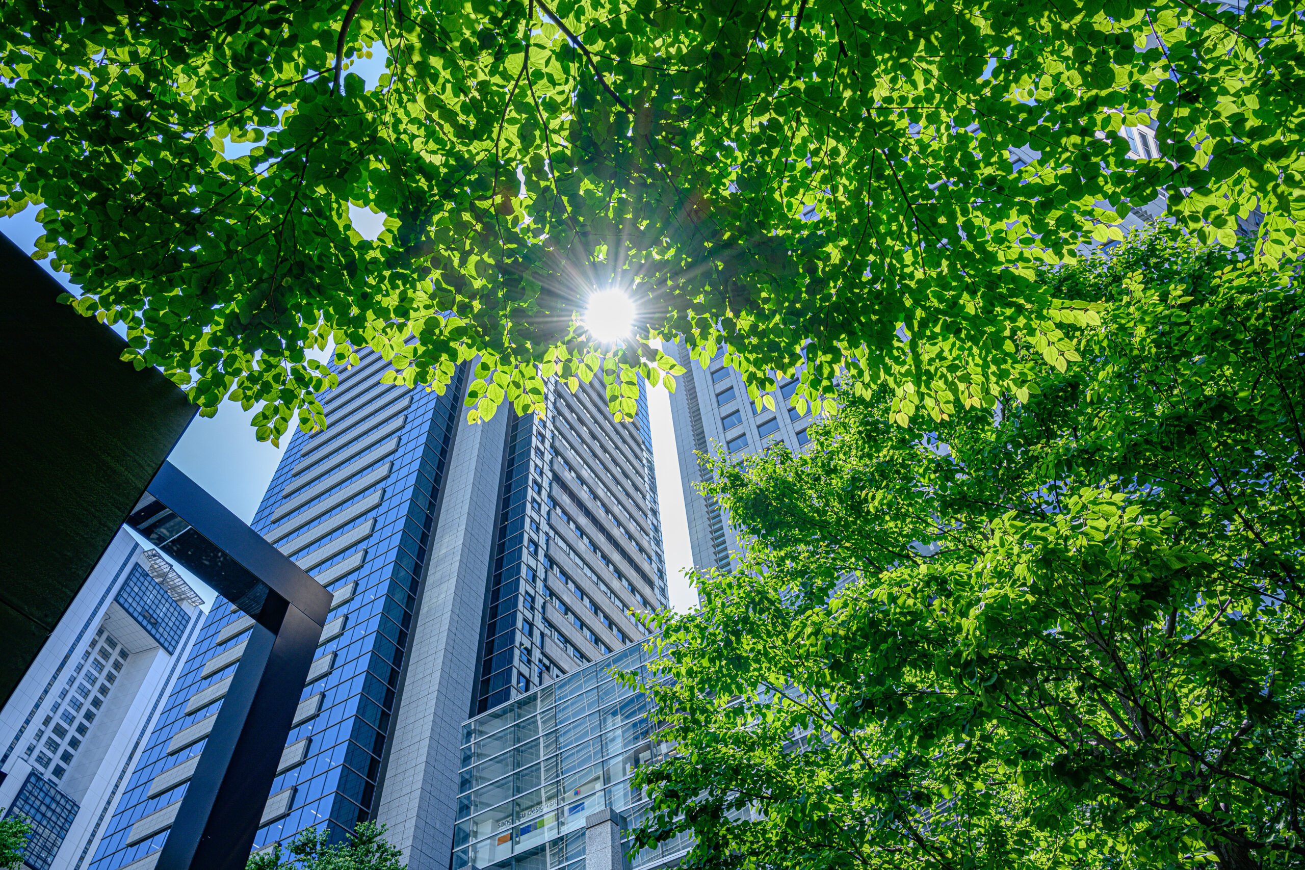 MIR Group Sustainability Forest